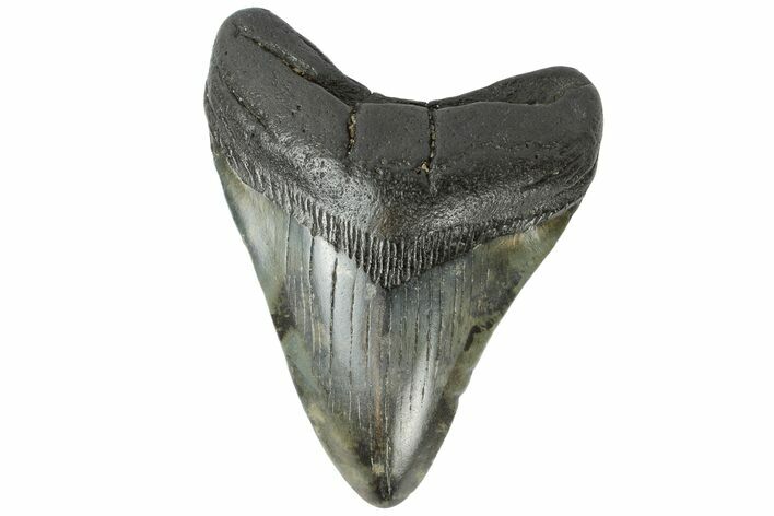Fossil Megalodon Tooth - South Carolina #164974